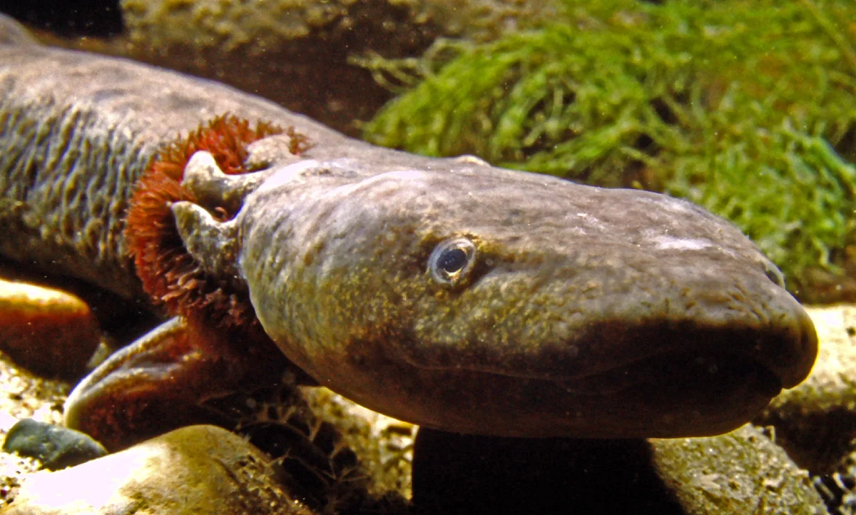 <p><span>Mudpuppy</span></p>