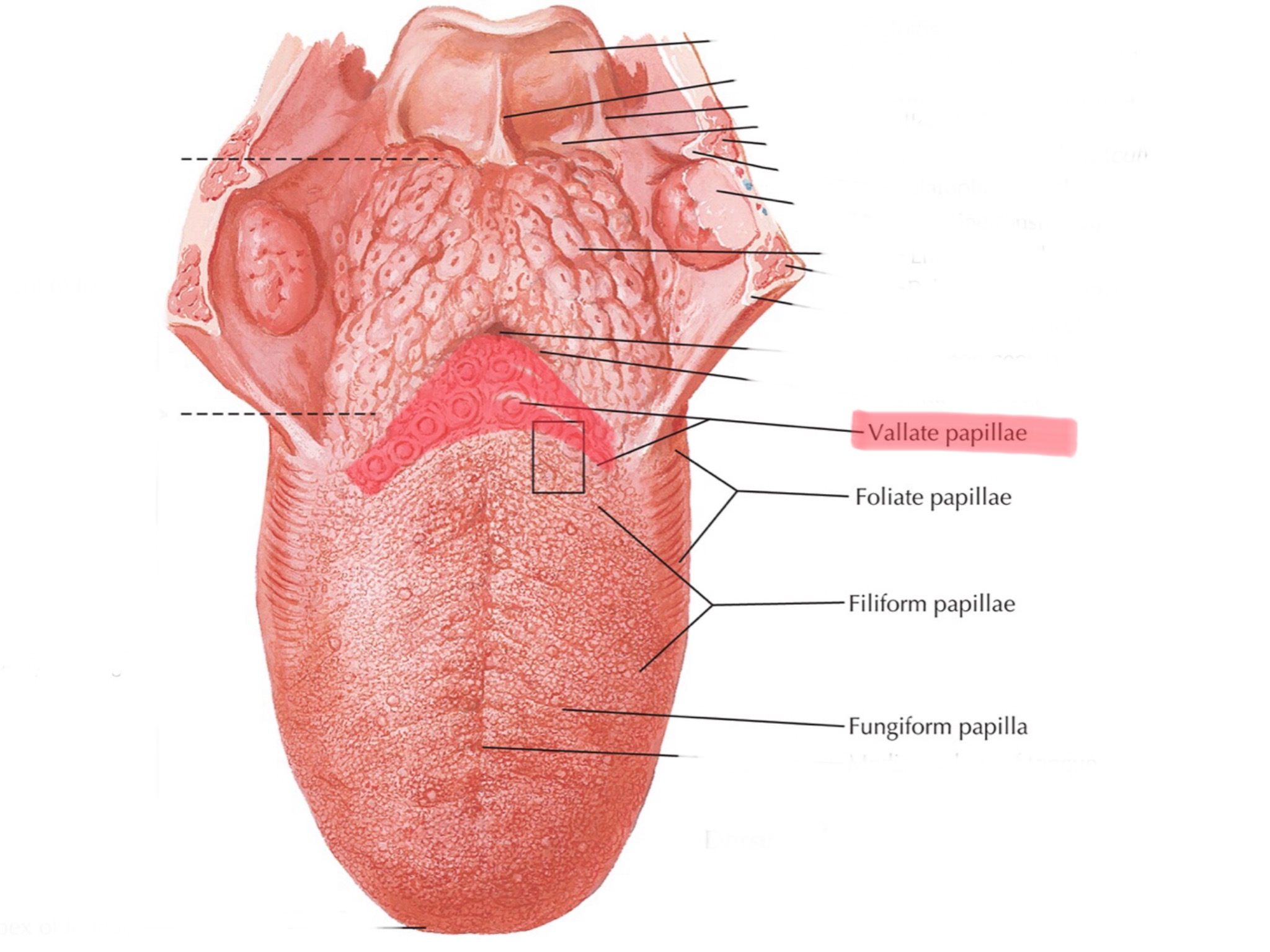 knowt flashcard image