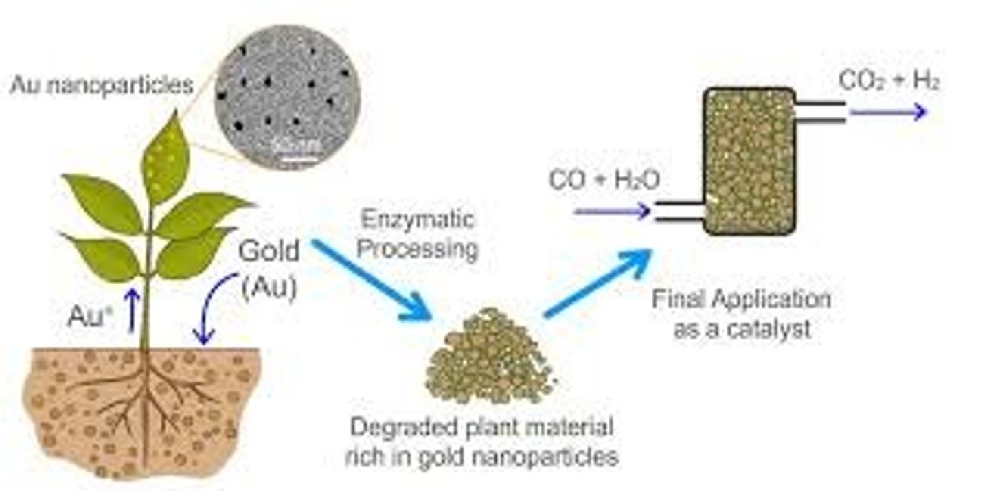 <p>Some plants can absorb metal ions from soil/water and concentrate them in their leaves</p><p>Plants are then harvested and burned</p><p>The metals in the ash and then extracted by dissolving the ash in acids, then separating metals via electrolysis or iron displacement</p>