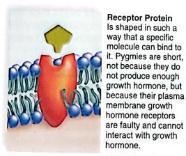 <p>bind to specific molecules which causes a protein ot change shape and bring about a cellular response</p>