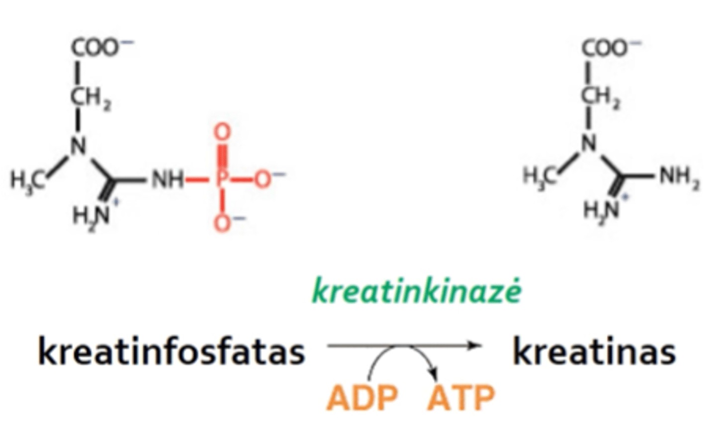 <p>Stuburinių organizmuose - kreatinfosfatas. Daugiausia kreatinfosfato yra skersaruožiuose raumenyse. Hidrolizės metu yra atpalaiduojama 10,3 kcal/mol energijos.</p>