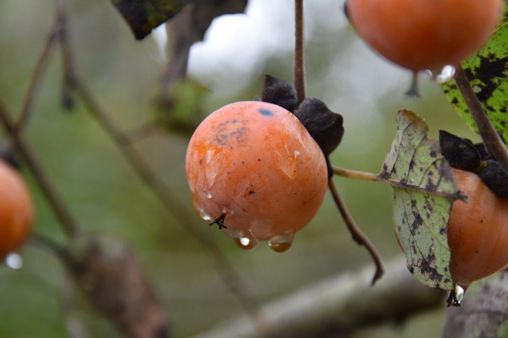 <p>Common name: American persimmon, common persimmon, simmon</p><p>Family: Ebenaceae</p><p>Notes: Fruit type = berry. Specific epithet = of or from Virginia. Ebenaceae = Ebony Family. Dioecious. Fruit eaten by many species, especially opossum, raccoon, fox, bears, and white-tailed deer. One of our hardest and heaviest woods, formerly used for golf club heads.</p>