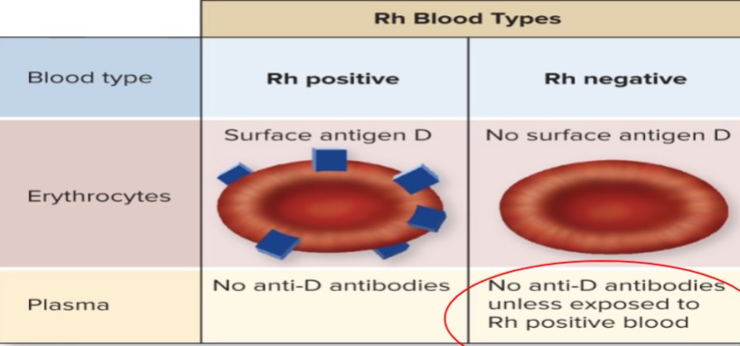 <ul><li><p>Rh factor aka D antigen</p></li><li><p>Rh +</p><ul><li><p>Antigen D</p></li><li><p>No anti-D antibodies</p></li></ul></li><li><p>Rh -</p><ul><li><p>no antigen D</p></li><li><p>no anti-D antibodies (unless exposed to Rh+ blood)</p></li></ul></li></ul>