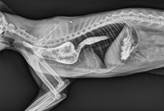 <p>persistent right aortic arch (PRAA)</p>