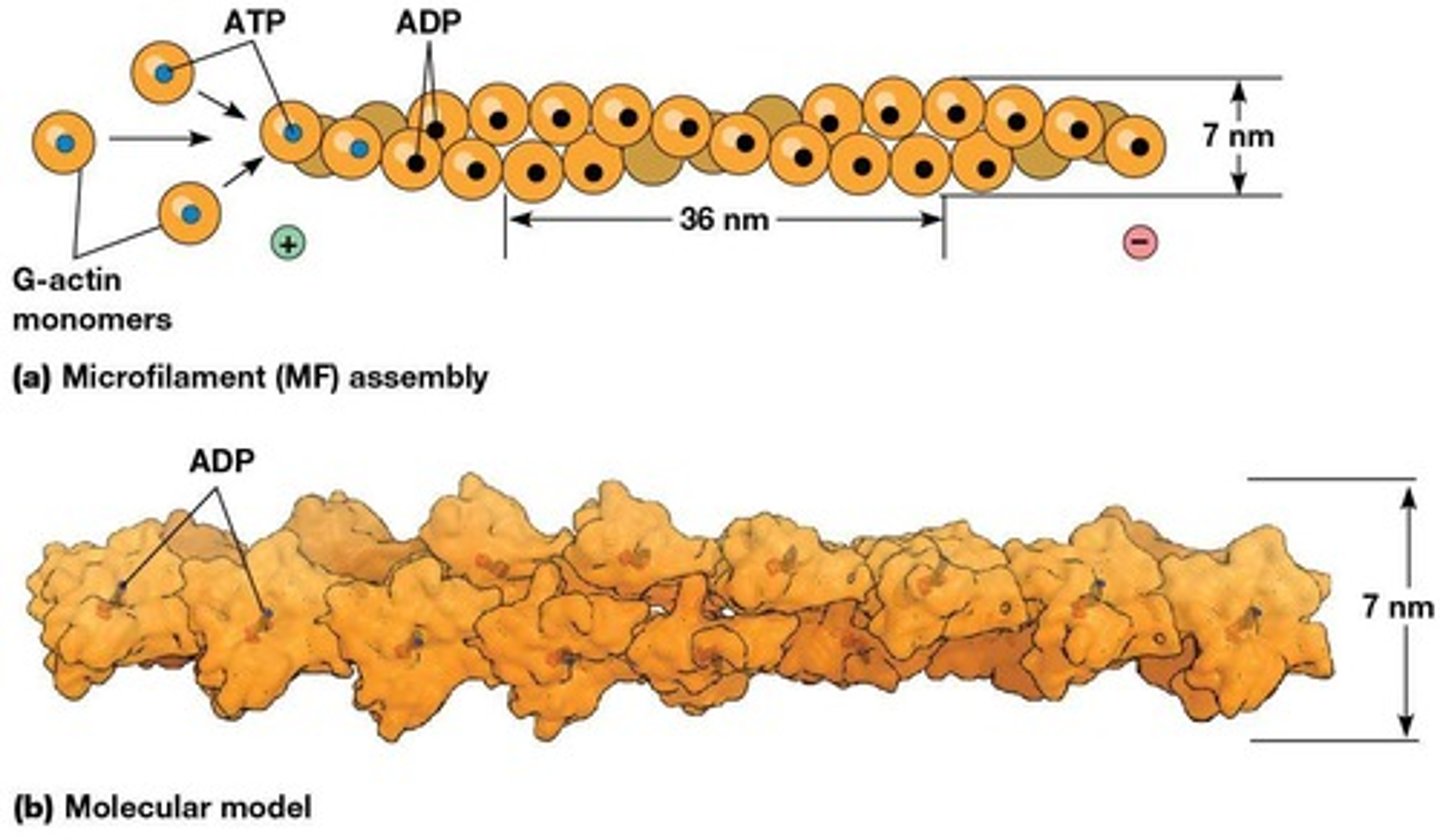 <p>G-actin binds ATP to form filaments.</p>