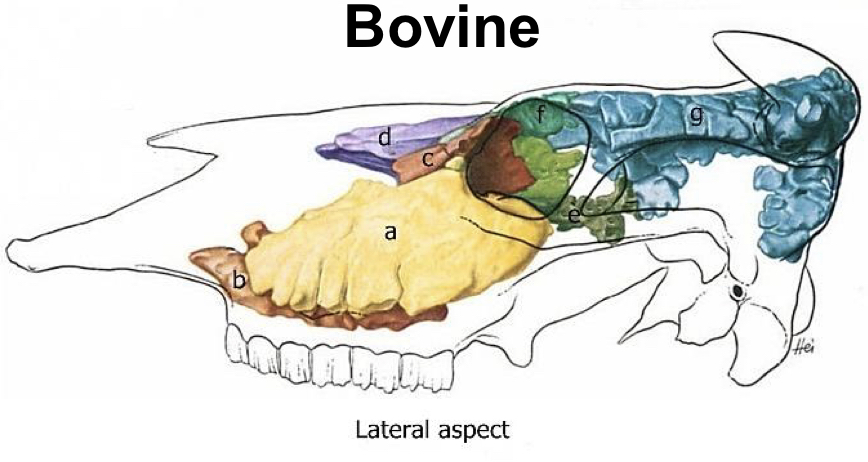 <p><span style="color: rgb(253, 137, 0)"><strong><mark data-color="yellow" style="background-color: yellow; color: inherit">Nasal Cavity:</mark> Paranasal Sinuses</strong></span></p><ul><li><p>Label the diagram a-g</p></li></ul><p></p>