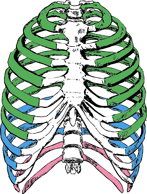 <ul><li><p>True ribs: <span style="background-color: transparent;"><span>own sternal cartilage - first 7 pairs (hyaline cartilage connects to sternum)</span></span></p></li><li><p>False ribs: <span style="background-color: transparent;"><span>share a sternal cartilage - 3 pairs (share common cartilage)</span></span></p></li><li><p>Floating ribs: <span style="background-color: transparent;"><span>no sternal cartilage - last 2 pairs</span></span></p></li></ul><p></p>