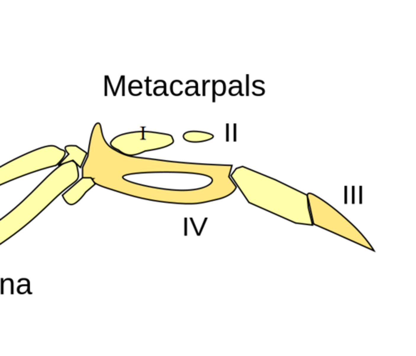 <p>The upper part of the digits</p>