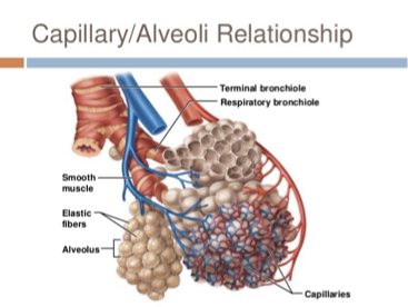 <p>Alveoli – grape like clusters of tiny sacs at the end of the bronchioles. </p><p>These sacs are always kept moist.  </p><p>This is the site of gas exchange.  </p><p>The sacs provide an abundance of surface area for the exchange of gases. </p><p>They are surrounded by capillaries.</p><p></p>