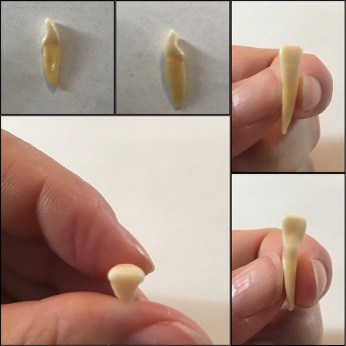 <p>What tooth is this ?</p>