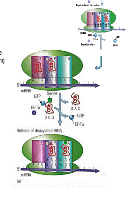 <p>after intitiation, tRNAi Met is on P site</p><ol><li><p>amino-acyl-tRNA couples with elongation factor thermo-unstable (EF-Tu) and GTP into ternary complex, binds to A site on ribosome and pairs with codon on mRNA. this is catalyzed by GTP</p></li><li><p>peptide bond forms between previous amino acid and new one by peptidyl transferase reaction-previous amino acid is transferred to the amino acid carried by amino-acyl-tRNA which now becomes peptidyl-tRNA still at A site; unloaded tRNA is still at the P site</p></li><li><p>ribosome moves 3’ to move another codon into the A site (translocation is catalyzed by EF G (Pro) using GTP energy</p><ol><li><p>peptidyl-tRNA shifts to P site, empty tRNA is now at E site, A site is empty so new amino acid can come in</p></li></ol></li><li><p>new amino-acyl-tRNA with GTP, EF-Tu, binds to A site in a GTP-dependent manner</p></li></ol><p></p>