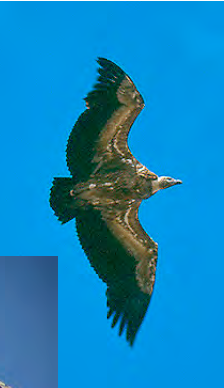 <p>Buitre leonado </p>