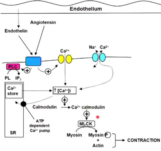 <ul><li><p>Ca2+-calmodulin activates myosin light-chain kinase (MLCK)</p></li><li><p>MLCK phosphorylates myosin light-chains, enabling myosin &amp; actin to interact, initiating contraction</p></li><li><p><strong>↓ in </strong>Ca2+ leads to dephosphorylation of myosin light-chains by myosin phosphatase (MP) leads to relaxation</p></li></ul><p></p>