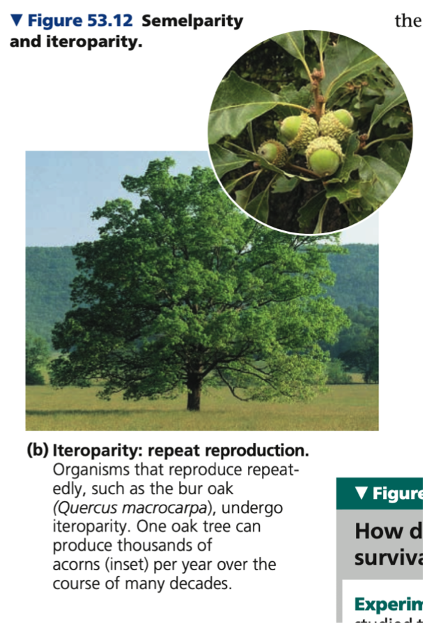 Iteroparity
- Horses and other large _____, ____, sea urchins, and long-lived ____ (maples and oaks)