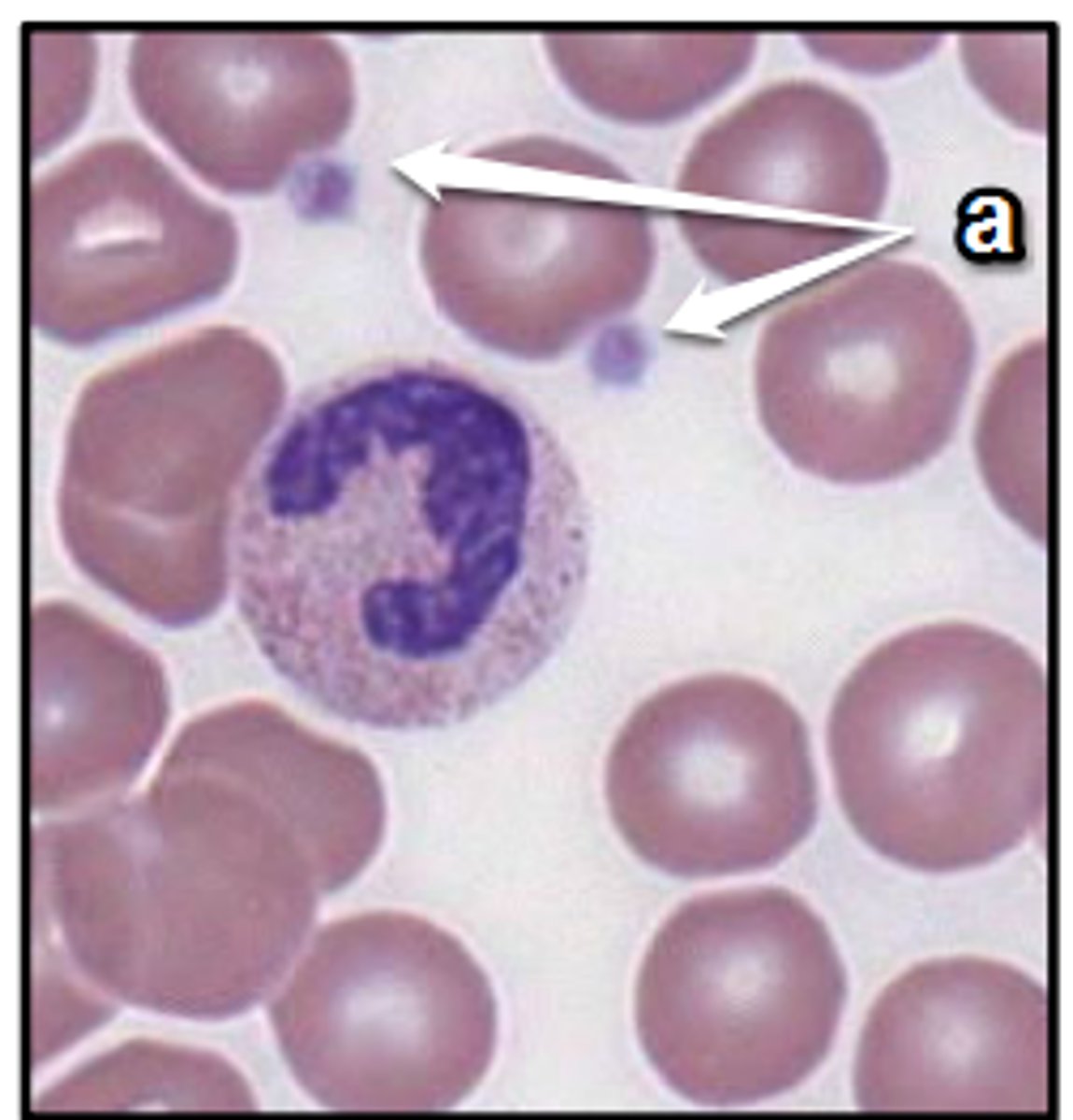 <p>small blood fragment that collects at sites of injury to begin the clotting process -- forms <strong>plug <span style="text-decoration:underline">not</span> </strong>the actual clot; derived from megakaryocytes</p>