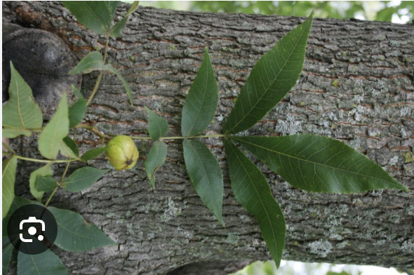 <p>Bitternut hickory</p>