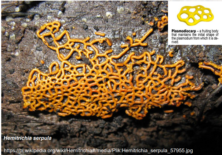 <p>-nieregularna sieć śluźni z wykształconą ścianą<br>-zarodniki znajdują się w środku<br>-np. <em>Hemitrichia serpula</em></p>