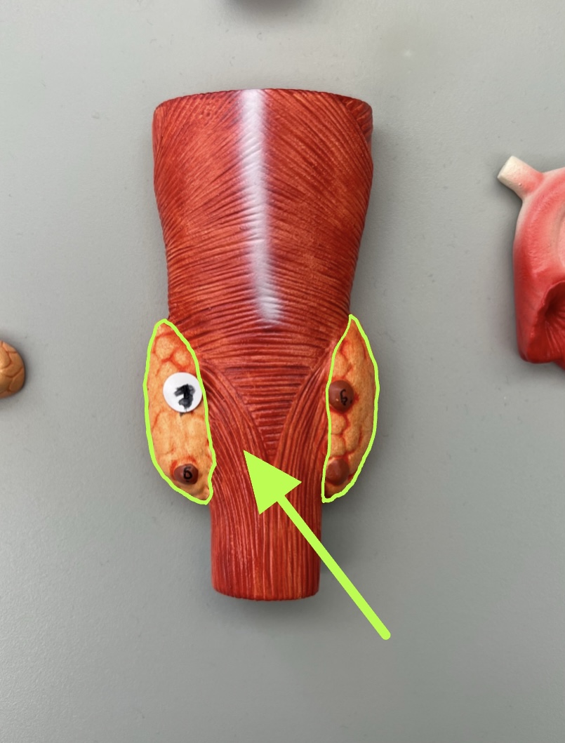what hormone is secreted by this structure?
