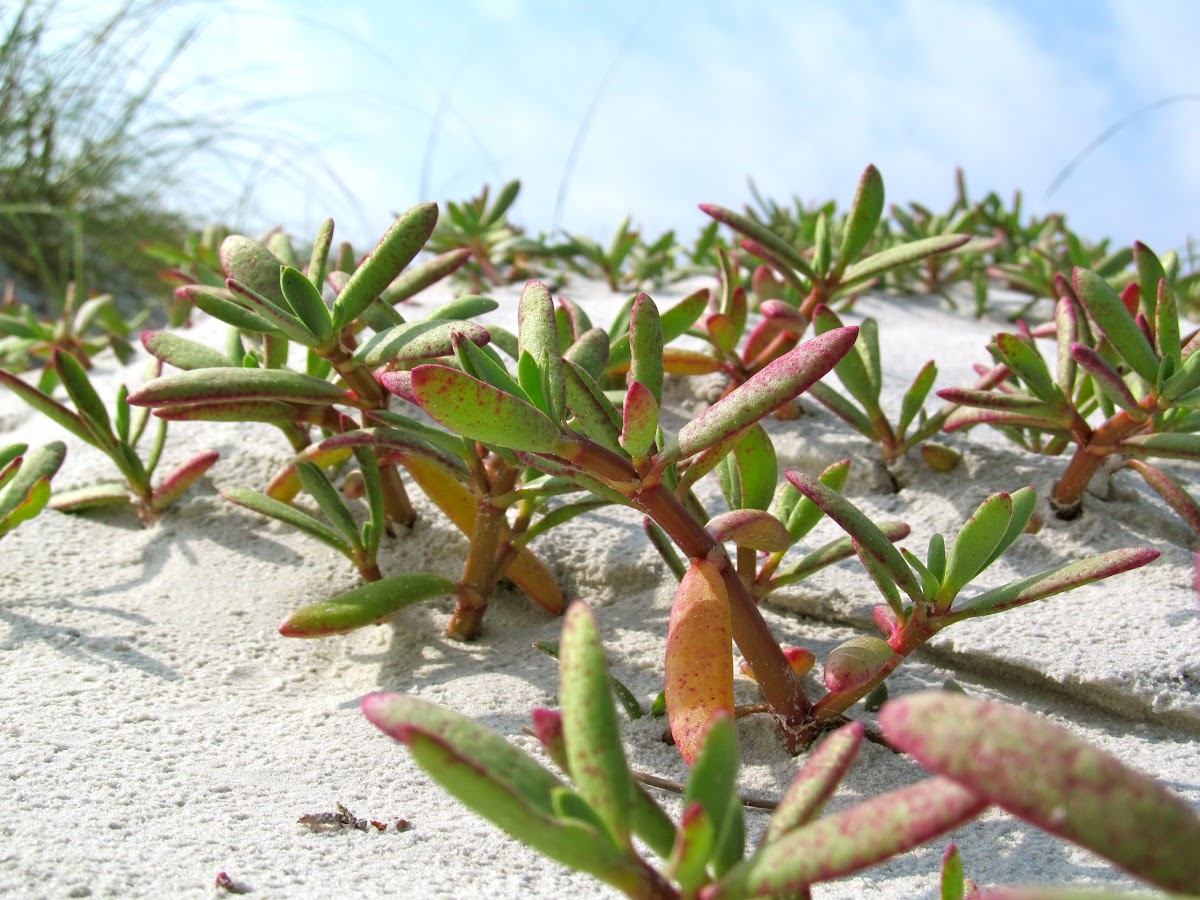 Family: Aizoaceae

SN: Sesuvium portulacastrum