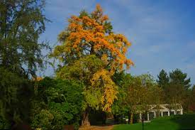 Ginkgo biloba h:10-15 b:5-6m