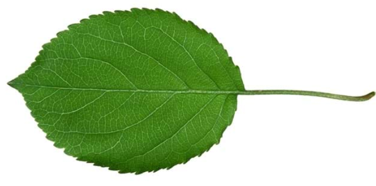 term image