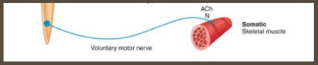 <p><strong>Somatic Neurons</strong></p><p>-Function under _________ control, typically innervates _________ muscle </p><p>-Enable __________ perception/movement </p><p>-Utilize _____________ at neuromuscular junction </p>