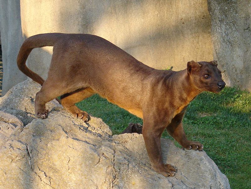<p>Malagasy Carnivores</p>