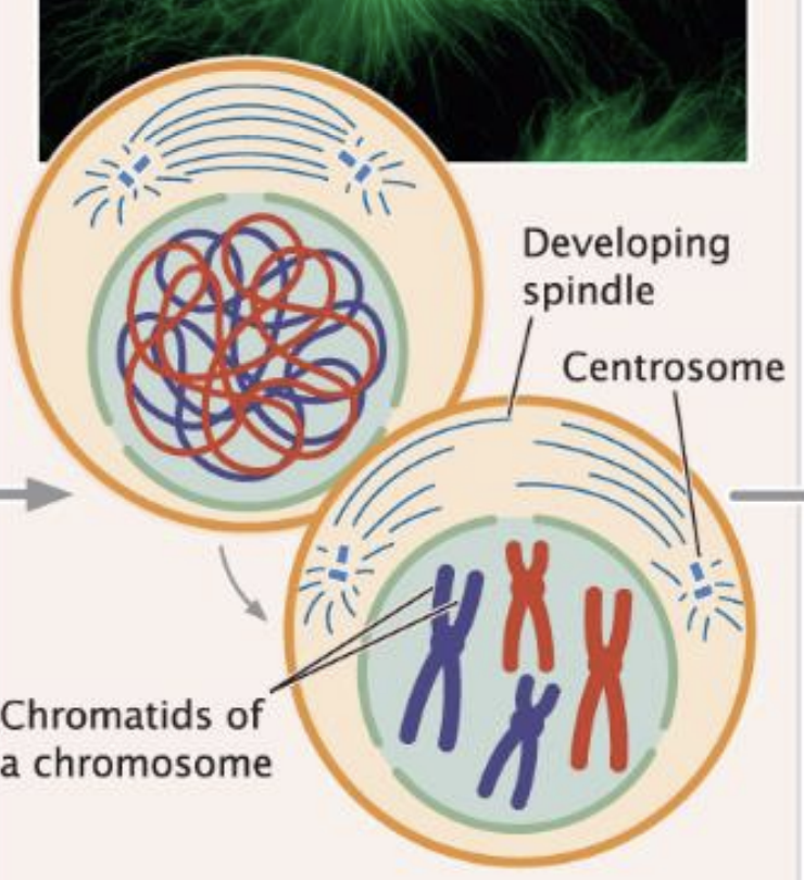 <p>chromosomes are condense to form two chromatids </p><ul><li><p>mitotic spindles form</p></li></ul><p></p>