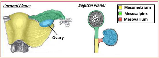 <p>A széles méhszalag a méh rögzítéséért felelős hashártyakettőzet (lig. latum uteri, a képen broad ligament of uterus), ennek alsó, a méhről induló és a medence oldalfalán rögzülő része a mesometrium; felső, a tubához futó része a mesosalpinx; a T alakban leváló és az ovariumhoz haladó szakasza pedig a mesovarium.</p>