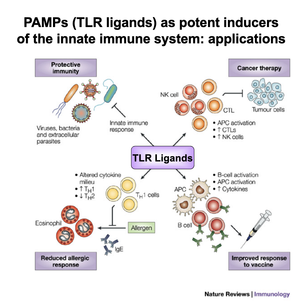 <ol><li><p><strong>Protective immunity</strong> → boost defense against viruses, bacteria, parasites.</p></li><li><p><strong>Cancer therapy</strong> → activate APCs, increase CTLs &amp; NK cells.</p></li><li><p><strong>Reduce allergic responses</strong> → shift cytokines (↑ TH1, ↓ TH2), fewer eosinophils.</p></li><li><p><strong>Improve vaccines</strong> → stronger B cell + APC activation, ↑ cytokines.</p></li></ol><p></p>