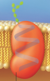 <p>Cell-identity marker</p>