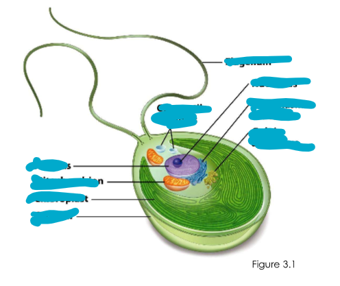 <p>Morphology of typical eukaryotes</p>