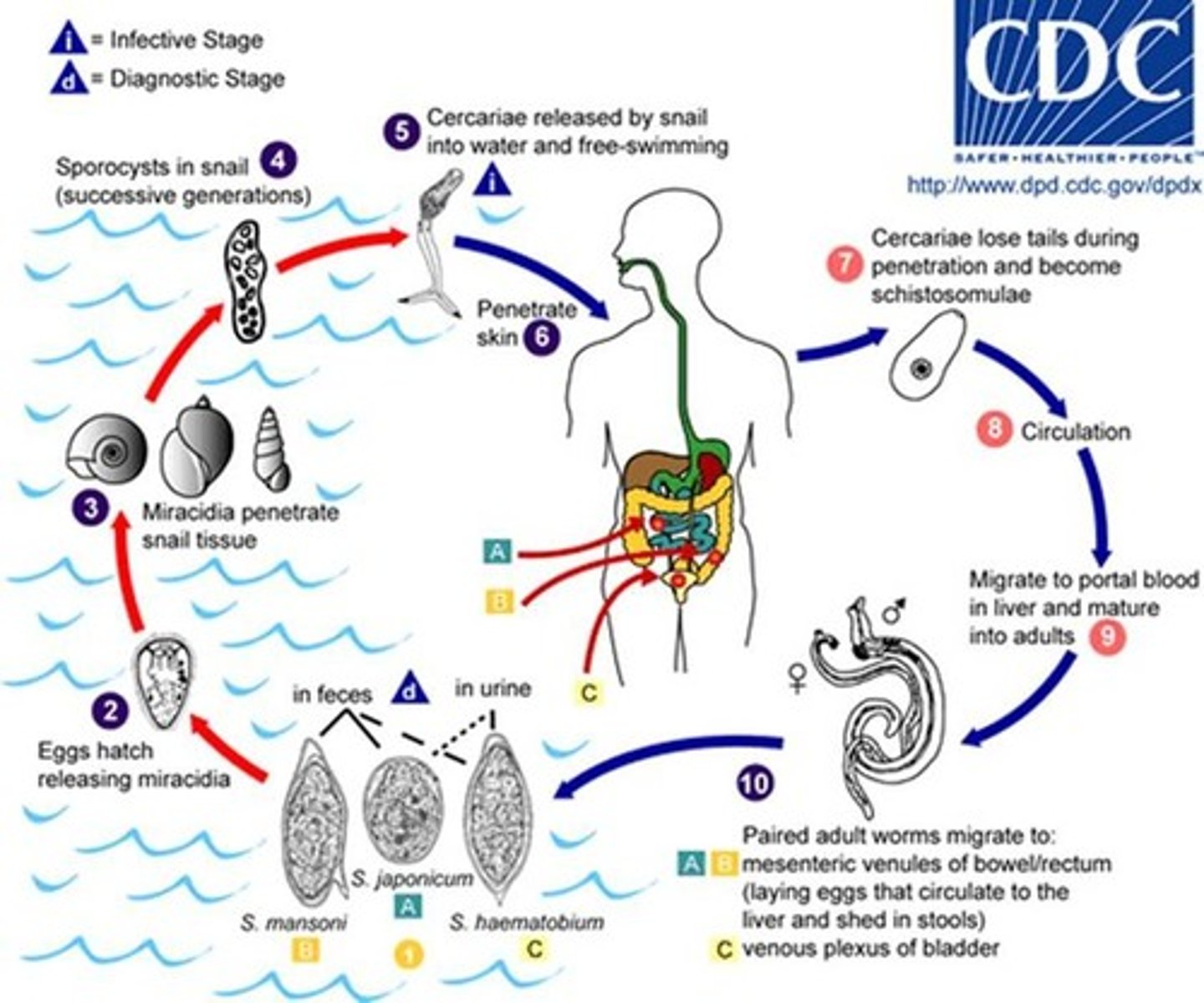 <p>Helminth (Trematode)</p><p>disease - bladder fluke</p><p>symptoms - hematuria, anemia, bladder fibrosis, associated with bladder cancer</p><p>geographic region - freshwater of southern Africa, Egypt, and middle east</p><p>transmission - penetration of skin by free-living cercariae</p><p>specimen &amp; identification - urine; EIA or microscopic examination</p><p>pathogenic? - yes</p>