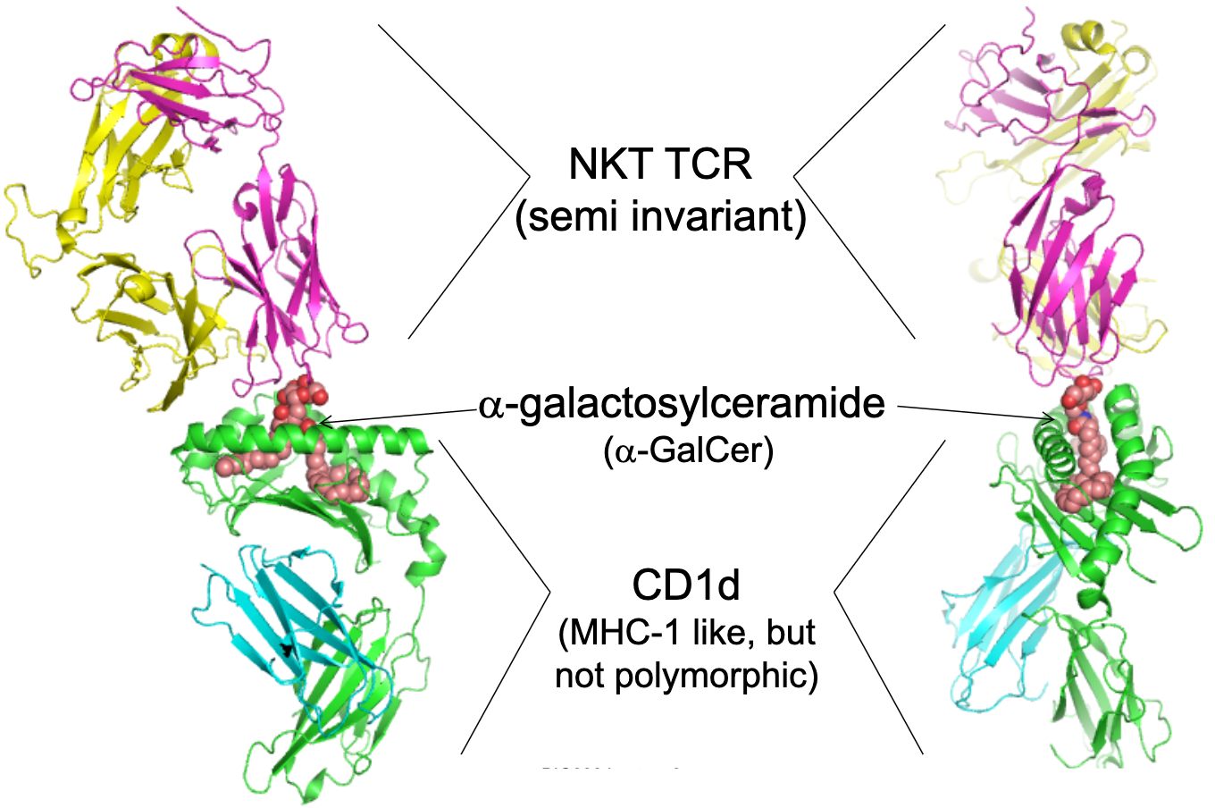 <p>Give an example of a TCR recognising lipid antigens.</p>