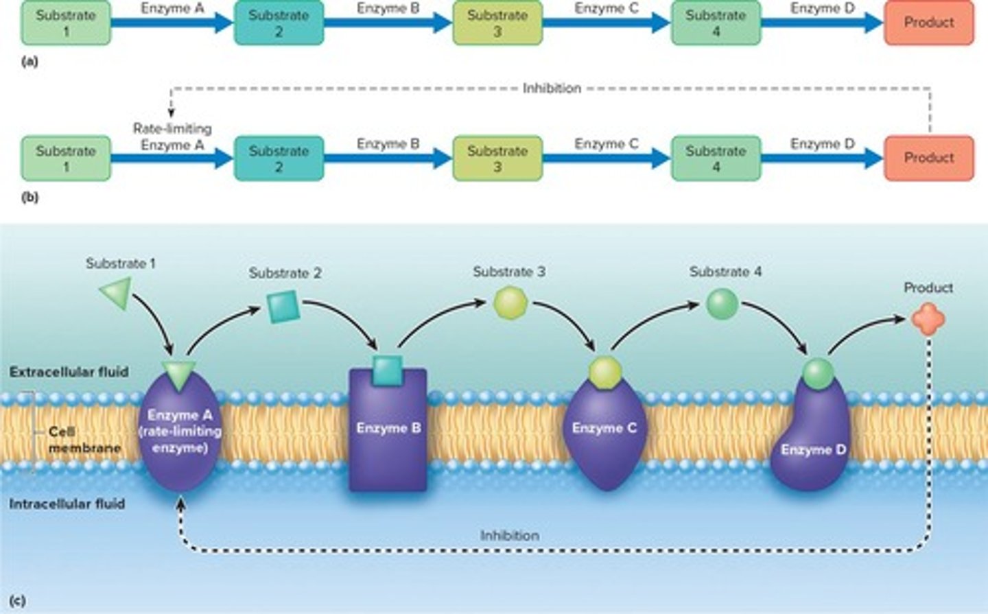 <p>A regulatory enzyme that catalyzes one step of pathway typically sets rate for entire reaction sequence; number of molecules of this enzyme is limited.</p>