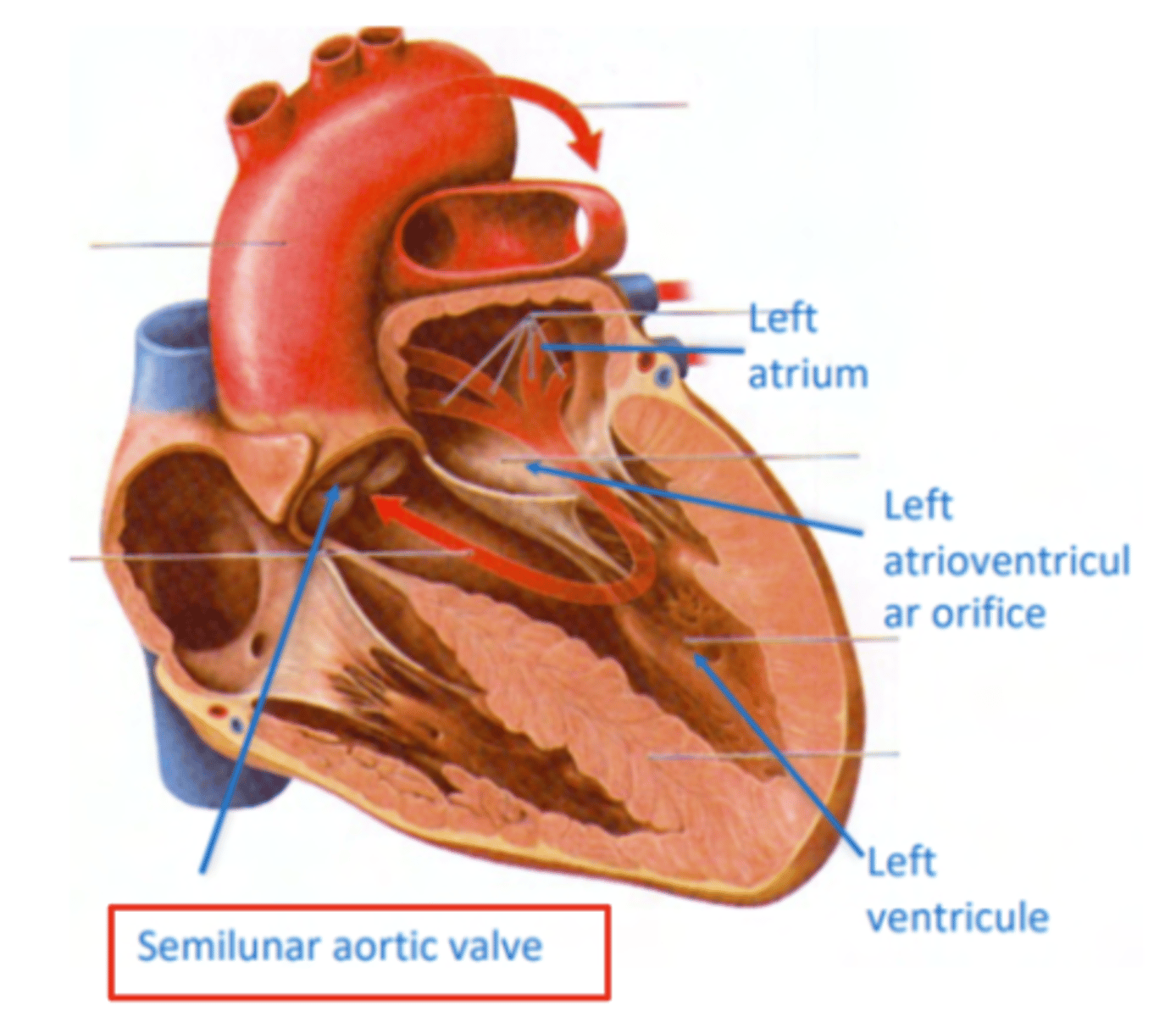 <p>Aortic valve</p>