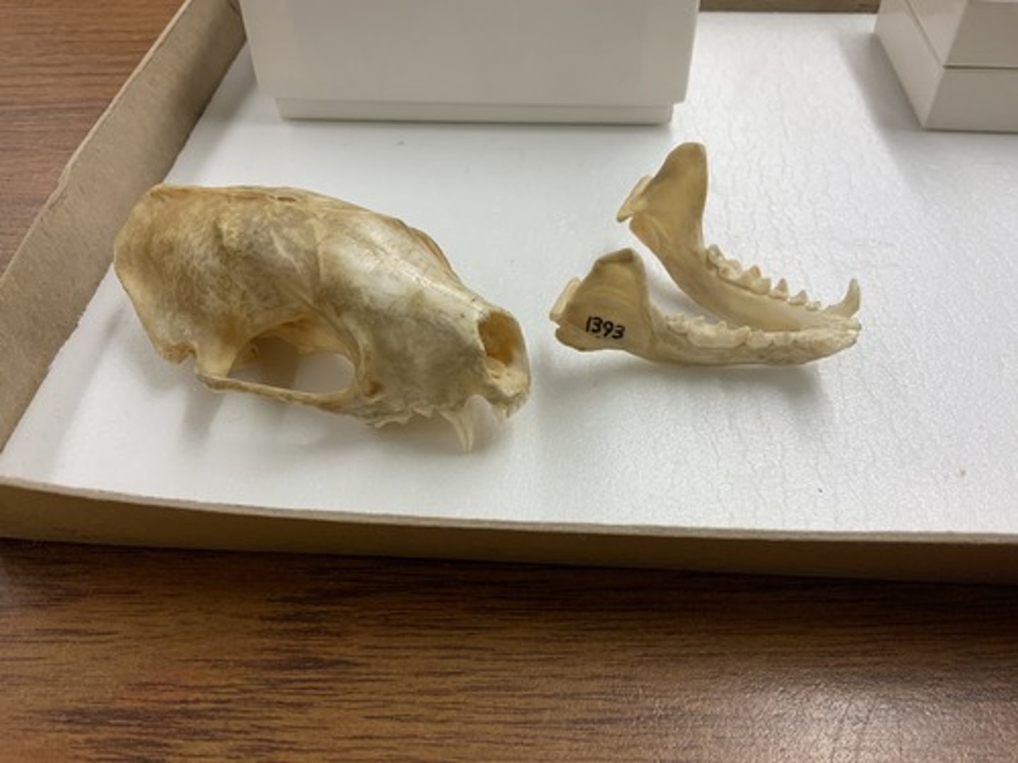 <p>Genus, species</p><p>-mastoid process protrudes laterally</p>