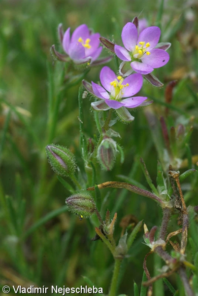 <p><em>Caryophyllaceae -</em> hvozdíkovité</p><p><em>Spergularia rubra -</em> kuřinka červená</p>