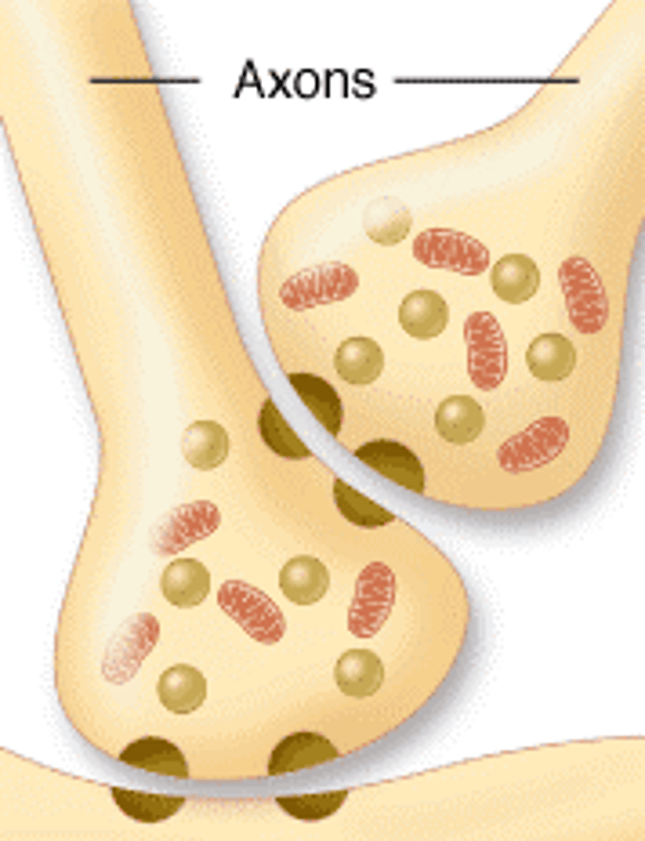 <p>axo-synaptic</p>