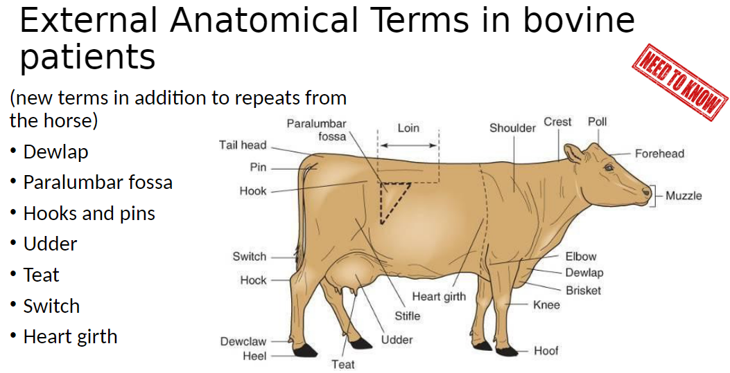 <p>(new terms in addition to repeats from the horse)</p><p><strong>Dewlap</strong><br>āLoose skin hanging from the neck</p><p><strong>Paralumbar Fossa</strong><br>āIndented area on the side behind the ribs</p><p><strong>Hooks and Pins</strong><br>āProminent hip bones<br>āHooks ā cranial hip bones<br>āPins ā caudal hip bones</p><p><strong>Udder</strong><br>āMammary gland of the cow</p><p><strong>Teat</strong><br>āProjection from the udder through which milk is delivered</p><p><strong>Switch</strong><br>āEnd of the tail with long hair</p><p><strong>Heart Girth</strong><br>āCircumference of the chest behind the forelimbs</p>