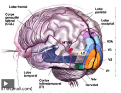 <p>process visual information </p>