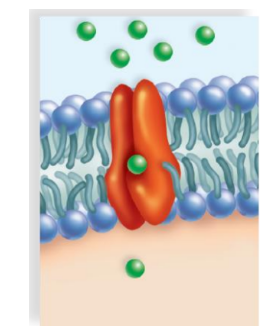 <p>KIND OF PROTEIN: <span><strong>selectively interacts</strong> with a specific molecule or ion so that i can cross the plasma membrane. Glucose transporters move glucose in and out of the various celll types in the body.&nbsp;</span></p><ul><li><p><span>the inability of some persons to use energy for sodium potassium transport has been suggested as the cause of their obesity</span></p></li></ul><p></p>