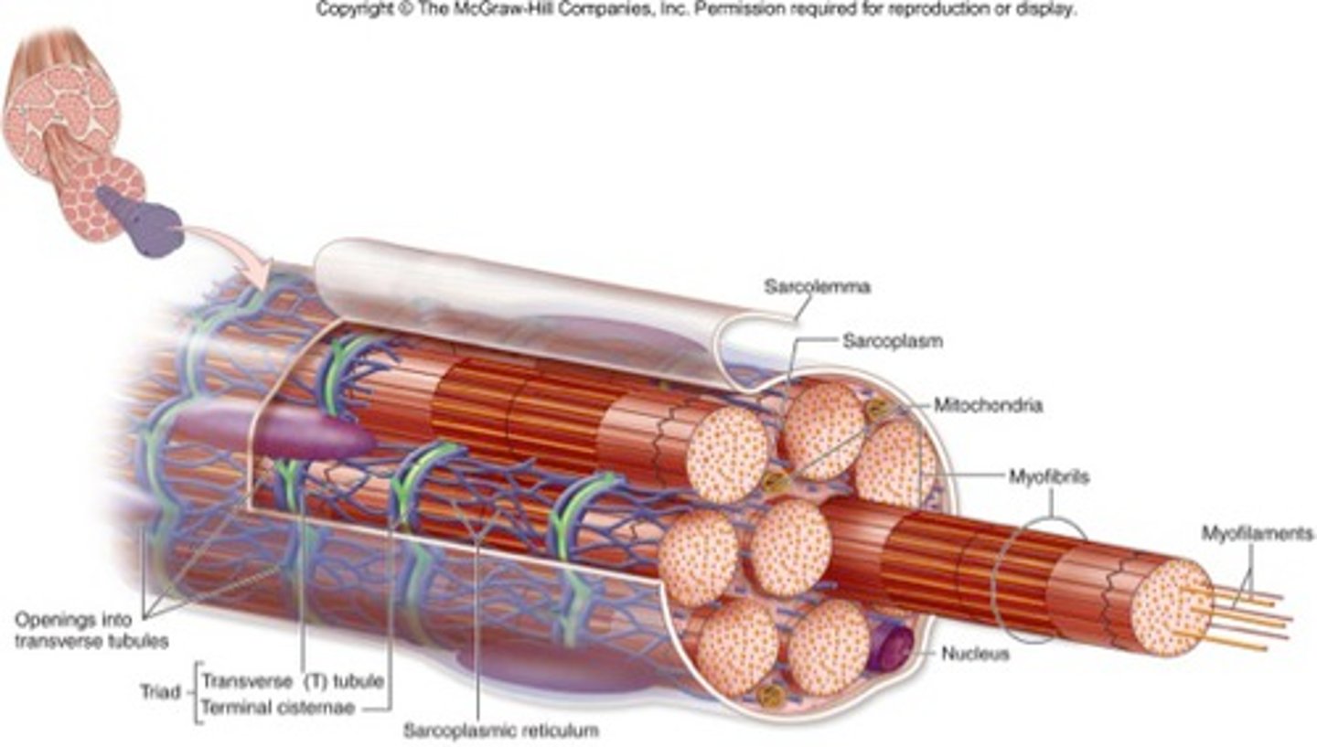 <p>repeating units of sarcomeres</p><p>Takes up most of the intracellular volume of skeletal muscle cells</p>