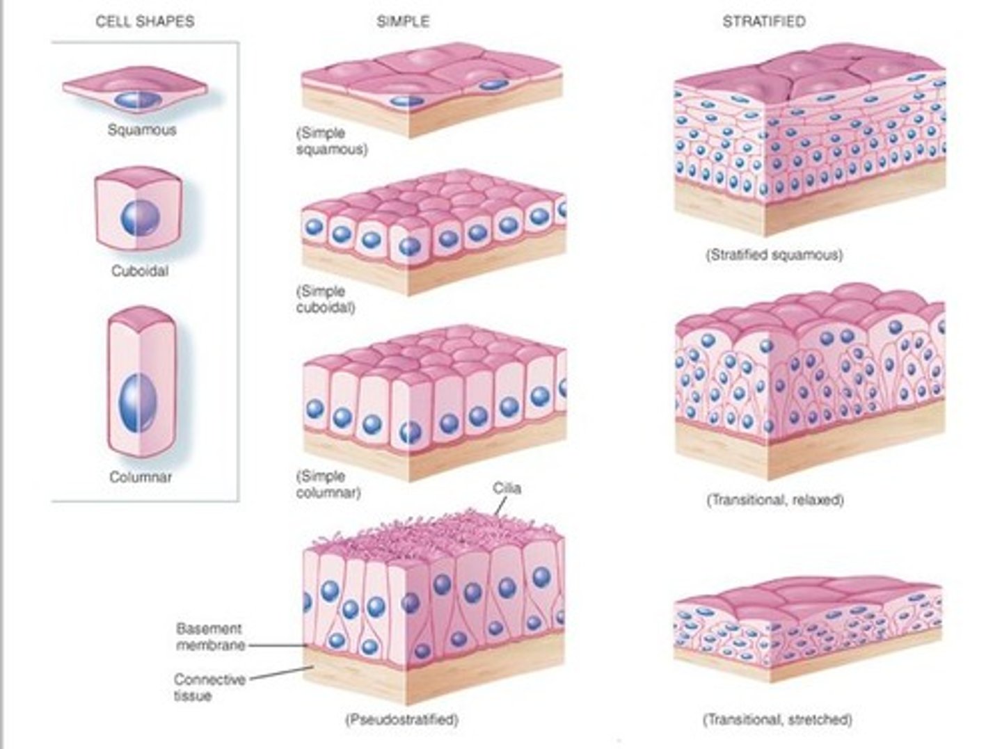 <p>A group of similar cells that perform a common function.</p>