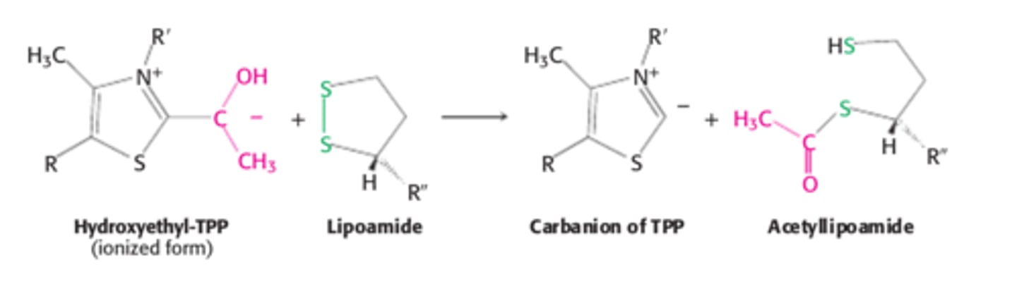 <p>de hydroxyethylgroep, die is vastgemaakt aan TPP wordt geoxideerd, waardoor een acetylgroep ontstaat. Deze wordt overgedragen aan de 3' S van lipoamide, waardoor acetyllipoamide ontstaat.</p><p>Aangezien het oxidans voor deze reactie de disulfidegroep van het lipoamide is, zal de de 4' S worden gereduceerd tot een SH. De binding verbreekt hierbij ook tussen de 2 S</p>