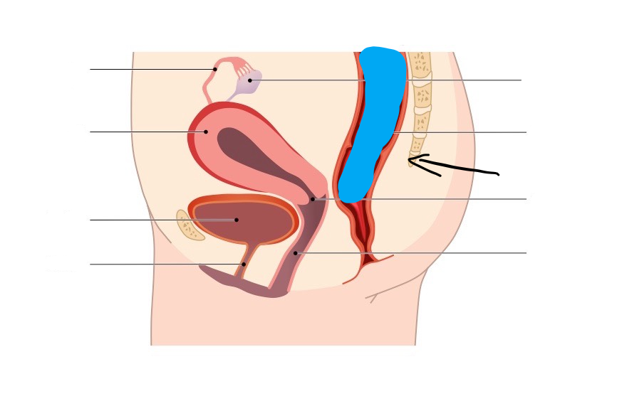 <p>What part of the Female reproductive system is this?</p>