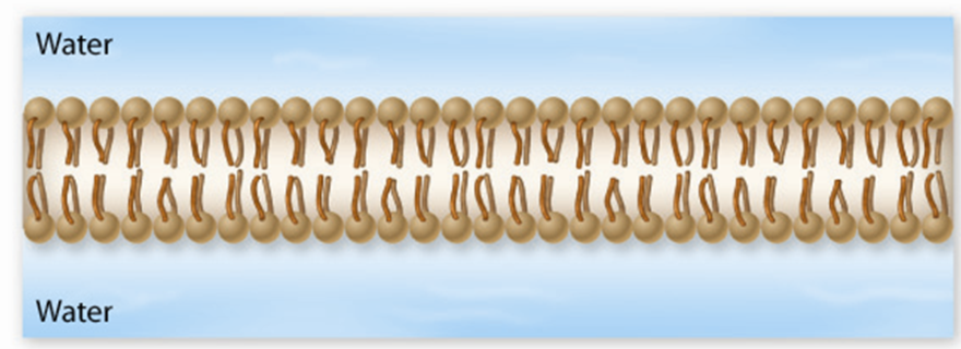 <p>Lipid bilayer</p>