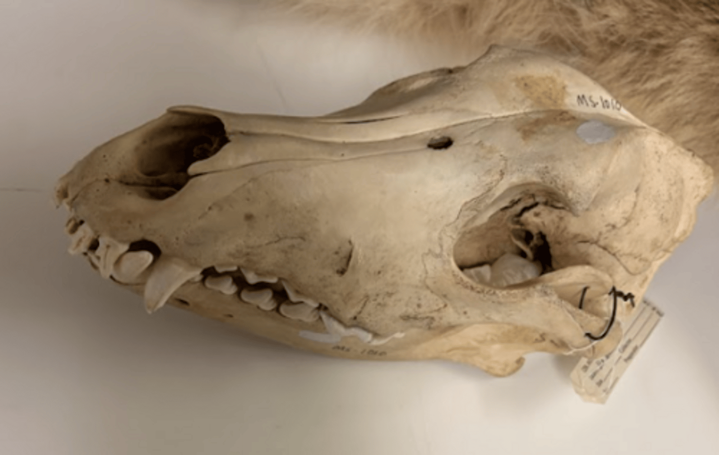 <p>What is this specimen?</p>