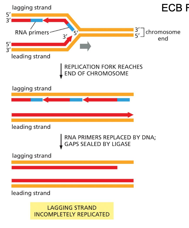 <ul><li><p>Issue at the lagging strands</p><ul><li><p>In the lagging strand</p><ul><li><p>1) Primase is not very good at putting a primer at the very end</p></li><li><p>2) The RNA primer gets removed, now you have a 5’ end and you can add on to the 5’ end</p></li></ul></li><li><p>Results: a shorter replicated strand</p></li></ul></li><li><p>No issue for the leading strand</p><ul><li><p>Prof notes</p><ul><li><p>Look at the slide from 3.. What is the direction of DNA replication</p></li></ul><ul><li><p>The leading strand primer is <u>removed</u> to fill it in you add on to the <u>3’ end of the lagging strand of the other replication fork</u></p></li></ul></li></ul></li></ul><p></p><ul><li><p>Problem: loss of sequence information</p></li></ul><p></p>