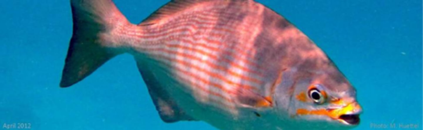 <p>Bermuda chub</p>